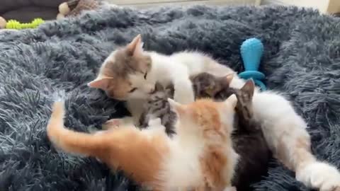 Mom Cat Attacked by Tiny Kitten [Cuteness Overload]