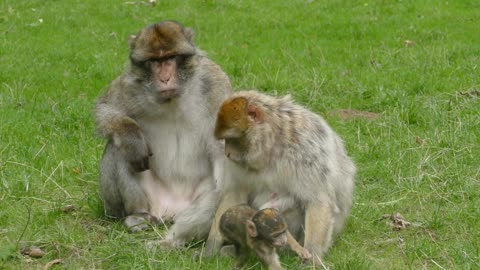 These three monkeys are from the same family