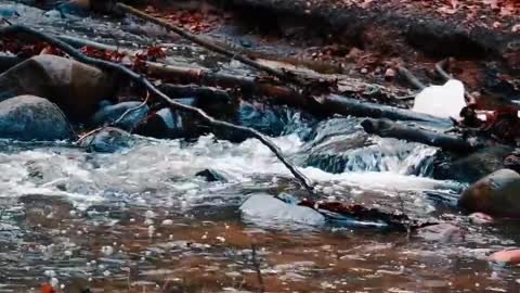 Pure video directly from the forrest Denmark water sound nature landscape