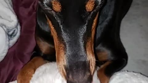 Doberman Has Separation Anxiety