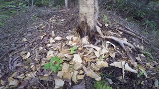 Beaver Chewed Tree