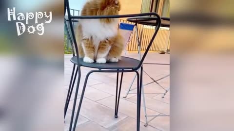 Funny animals - Funny cats _ dogs - Funny animal videos #96