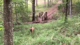 Malinois tracks owner