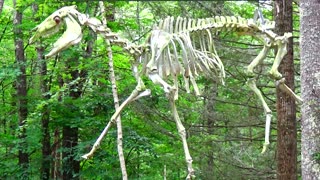 Horse Skeleton