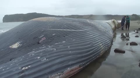 ballena azul varada en el sur de chile