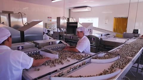 How Quail Farm Make Million Eggs and Meat - Inside Modern Quail Farm - Quail Meat Processing