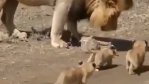 Funny Lion Video 2022