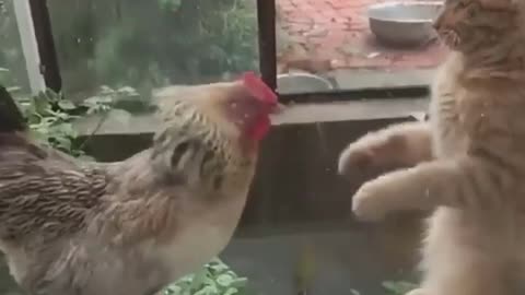 A strong fight between the cat and the chicken