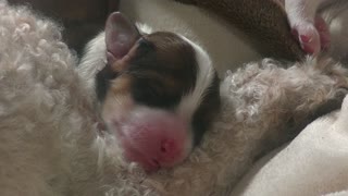 Cavapoo puppies just two days old so cute!