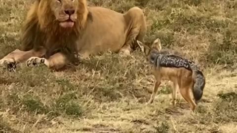 Lions animals video, Lion attitude , dangerous Lion Rumble video