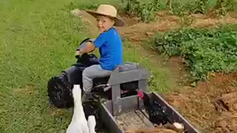 A Boy Is Harvesting Food For Pigs On His Tricycle 😂😂