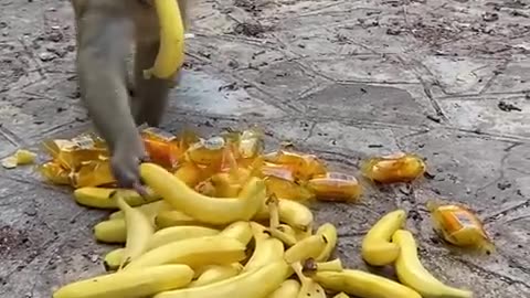 The monkey king first takes three banana monkeys #shortanimal #shorts #monkey #viral