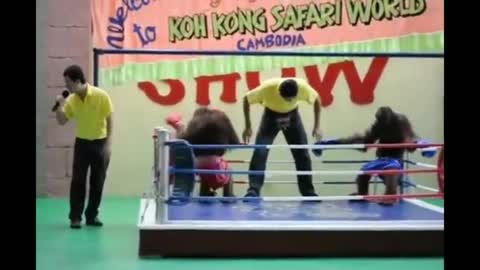 Orangutan Boxing | Funny Monkey Boxing