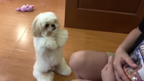 Cute puppy