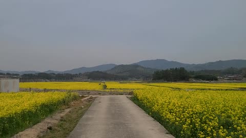 beautiful rapeseed field