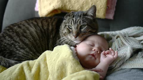 How This Family Cat Reacts To Precious Little Newborn Will Melt Your Heart