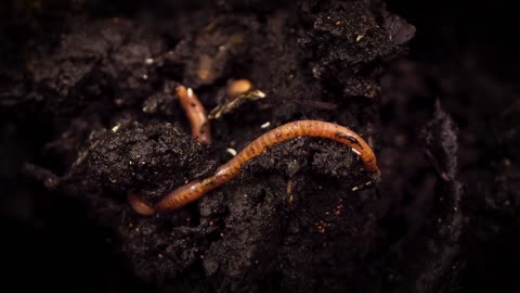 A WORM DIGGING