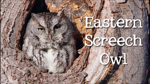Kid video All About Owls for Kids: Backyard Bird Series