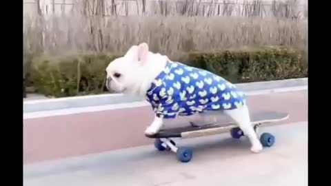 Smart dog playing skateboard so funny 2021