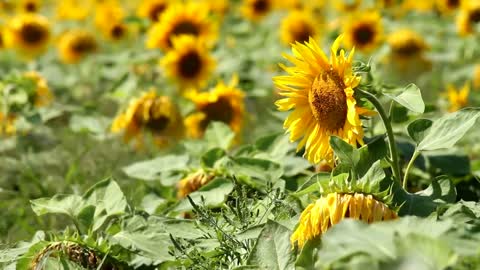 Sunflowers growing in the wind under the sun