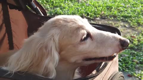 Cute Dogs and Babies are Best Friends - Dogs Babysitting Babies Video