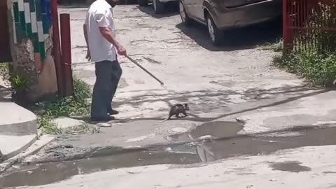 Man Walks Pet Opossum