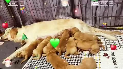 New born dog babies