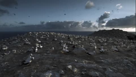 Many birds