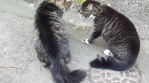 Funny Cats Arguing - Cats Talking To Each Other Compilation __ NEW HD(1080P_HD)