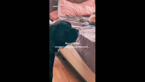 Dog determined to wake up toddler for playtime