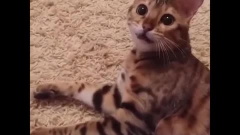 Funny Cats Compilation to laugh