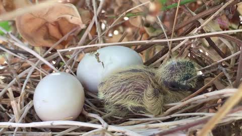 baby bird HATCHING - AMAZING