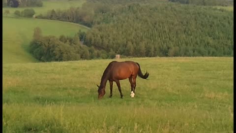 A brown horse grazing in Germany