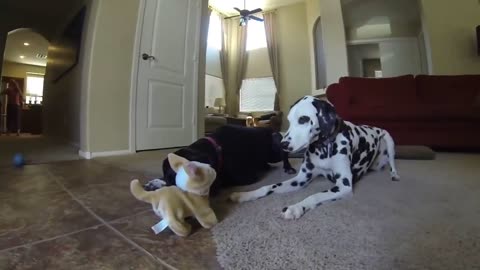Real Dogs vs. Flipping Toy Dog