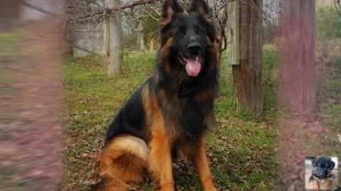 Garman safed dog (Gsd )