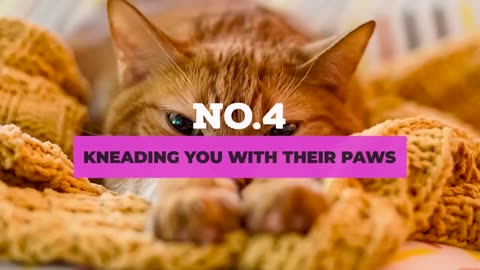 12 signs your cat loves but you are unaware