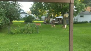 Backyard Bambi's
