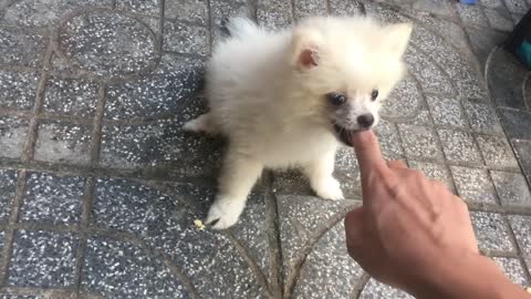 Viral dog puppy