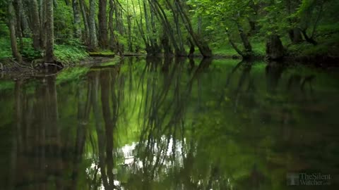 Forest Birdsong - Relaxing Nature Sounds - Birds Chirping - REALTIME - NO LOOP - 2 Hours - HD 1080p