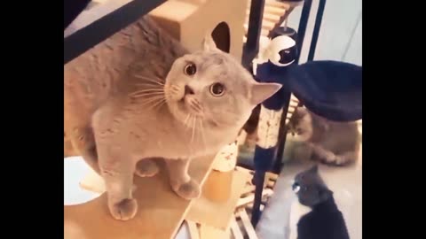 Very funny amazing beautiful video cat 😺😍😺