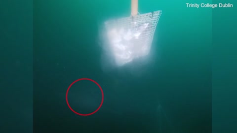 Giant sixgill shark is spotted swimming off the coast of IRELAND