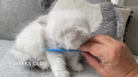 British shorthair kitten transformation from 1 to 9 weeks old