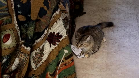 Leia Catching Paper Airplanes