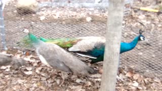 Flock it Farm: Help us name our Peafowl