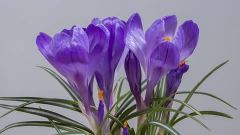 Crocus in the nature