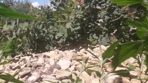 Wild stone, sky, wind and greenery