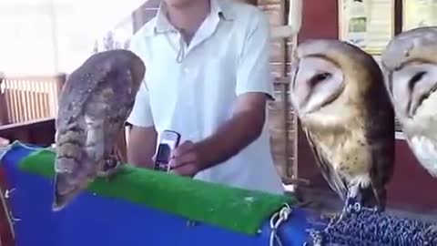 Funny & Cute Owl Videos