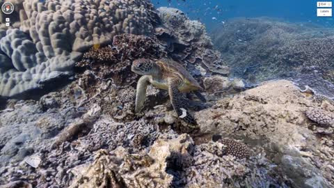 Explore the ocean with Google Maps