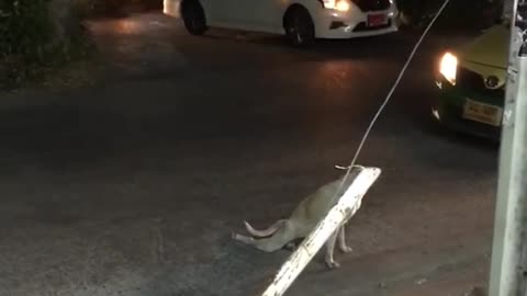 A DOg plays a prank on people in the middle of the streets and stops traffic 🤣