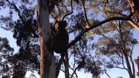 Koala Gets knocked back